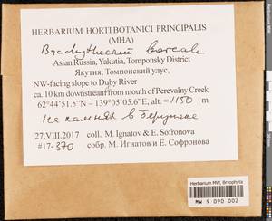 Brachythecium boreale Ignatov, Bryophytes, Bryophytes - Yakutia (B19) (Russia)