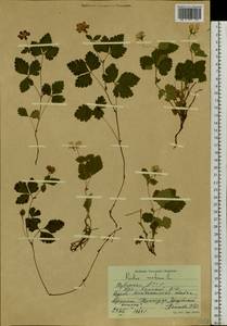 Rubus arcticus L., Siberia, Altai & Sayany Mountains (S2) (Russia)