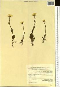 Tephroseris frigida (Richards.) Holub, Siberia, Chukotka & Kamchatka (S7) (Russia)