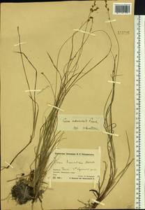 Carex nemurensis Franch., Siberia, Chukotka & Kamchatka (S7) (Russia)