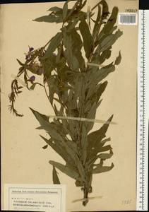 Chamaenerion angustifolium (L.) Scop., Eastern Europe, Middle Volga region (E8) (Russia)