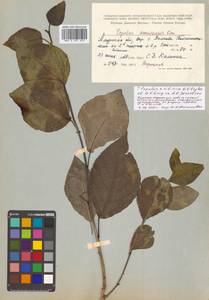 Populus tremuloides Michx., Siberia, Russian Far East (S6) (Russia)