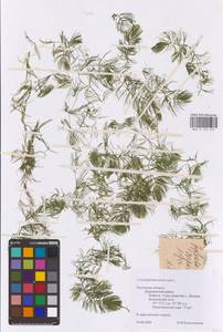Ceratophyllum demersum L., Eastern Europe, Central region (E4) (Russia)