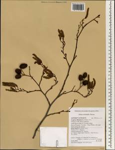 Alnus orientalis Decne., South Asia, South Asia (Asia outside ex-Soviet states and Mongolia) (ASIA) (Cyprus)