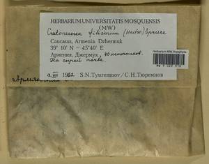 Cratoneuron filicinum (Hedw.) Spruce, Bryophytes, Bryophytes - Transcaucasia (B13) (Armenia)