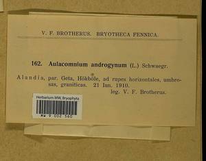 Aulacomnium androgynum (Hedw.) Schwägr., Bryophytes, Bryophytes - Western Europe (BEu) (Aland)