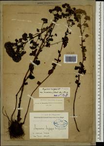 Origanum vulgare L., Caucasus, Georgia (K4) (Georgia)