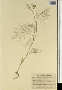 Anethum graveolens L., South Asia, South Asia (Asia outside ex-Soviet states and Mongolia) (ASIA) (India)