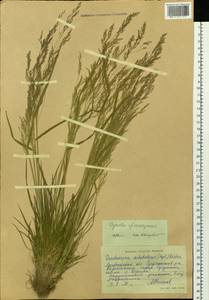 Agrostis anadyrensis Soczava, Siberia, Chukotka & Kamchatka (S7) (Russia)