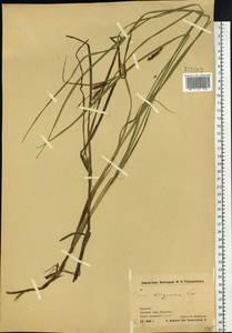 Carex kirganica Kom., Siberia, Chukotka & Kamchatka (S7) (Russia)