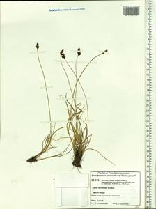 Carex lachenalii subsp. lachenalii, Siberia, Central Siberia (S3) (Russia)