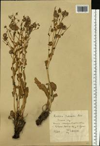Rindera tetraspis (Pall.) L'Hér. ex DC. & A. DC., Eastern Europe, Rostov Oblast (E12a) (Russia)