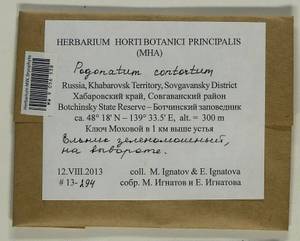 Pogonatum contortum (Menzies ex Brid.) Lesq., Bryophytes, Bryophytes - Russian Far East (excl. Chukotka & Kamchatka) (B20) (Russia)