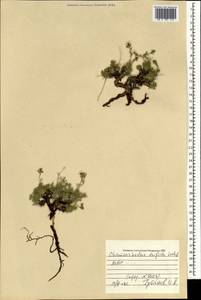 Chamaerhodos trifida Ledeb., Mongolia (MONG) (Mongolia)