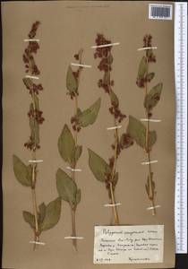Koenigia songarica (Schrenk) T. M. Schust. & Reveal, Middle Asia, Western Tian Shan & Karatau (M3) (Kazakhstan)