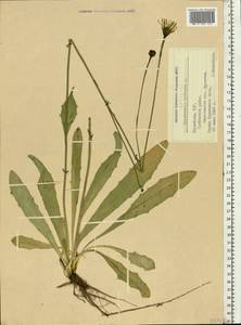 Hypochaeris radicata L., Eastern Europe, Latvia (E2b) (Latvia)