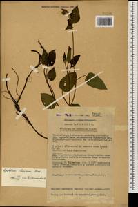 Symphytum grandiflorum DC., Caucasus, Black Sea Shore (from Novorossiysk to Adler) (K3) (Russia)