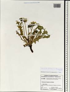 Taraxacum longicorne Dahlst., Siberia, Central Siberia (S3) (Russia)