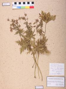 Geranium pratense L., Siberia, Altai & Sayany Mountains (S2) (Russia)