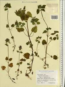 Lamium purpureum L., Eastern Europe, Northern region (E1) (Russia)
