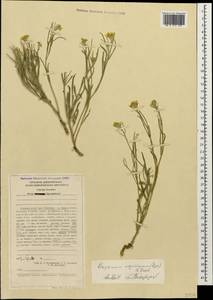 Erysimum meyerianum (Rupr.) N. Busch, Caucasus, Stavropol Krai, Karachay-Cherkessia & Kabardino-Balkaria (K1b) (Russia)