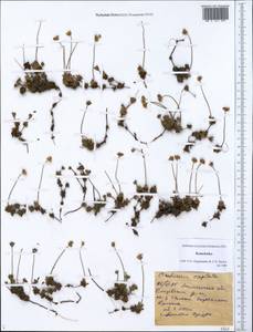 Androsace chamaejasme subsp. lehmanniana (Spreng.) Hultén, Siberia, Chukotka & Kamchatka (S7) (Russia)