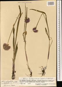 Allium platyspathum subsp. amblyophyllum (Kar. & Kir.) N.Friesen, Mongolia (MONG) (Mongolia)