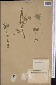 Phacelia tanacetifolia Benth., America (AMER) (Not classified)