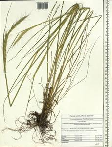 Elymus dahuricus Griseb., Siberia, Altai & Sayany Mountains (S2) (Russia)