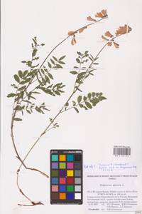 Hedysarum alpinum L., Eastern Europe, Northern region (E1) (Russia)