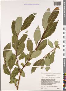 Salix pantosericea Görz, Caucasus, Stavropol Krai, Karachay-Cherkessia & Kabardino-Balkaria (K1b) (Russia)