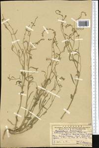 Litwinowia tenuissima (Pall.) Woronow ex Pavlov, Middle Asia, Western Tian Shan & Karatau (M3) (Kazakhstan)