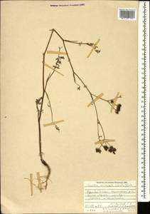 Torilis arvensis (Huds.) Link, Caucasus, Azerbaijan (K6) (Azerbaijan)