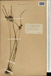 Cyperus glaber L., South Asia, South Asia (Asia outside ex-Soviet states and Mongolia) (ASIA) (Turkey)