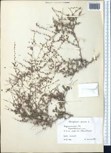 Atraphaxis spinosa L., Middle Asia, Kopet Dag, Badkhyz, Small & Great Balkhan (M1) (Turkmenistan)