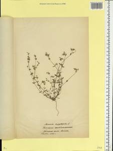 Arenaria serpyllifolia L., Eastern Europe, Belarus (E3a) (Belarus)