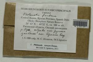 Philonotis caespitosa Jur., Bryophytes, Bryophytes - Middle Russia (B6) (Russia)