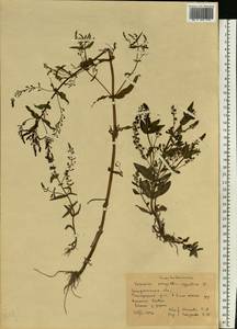 Veronica anagallis-aquatica L., Eastern Europe, West Ukrainian region (E13) (Ukraine)