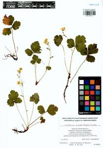 Geum ternatum subsp. ternatum, Siberia, Baikal & Transbaikal region (S4) (Russia)