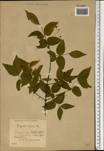 Euonymus verrucosus Scop., Eastern Europe, Belarus (E3a) (Belarus)