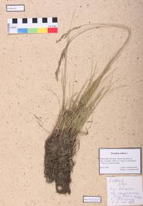 Festuca rubra L., Siberia, Altai & Sayany Mountains (S2) (Russia)