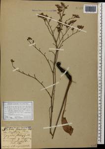 Limonium scoparium (Pall. ex Willd.) Stankov, Caucasus, North Ossetia, Ingushetia & Chechnya (K1c) (Russia)