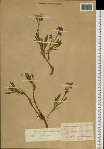Parrya nudicaulis (L.) Regel, Siberia, Baikal & Transbaikal region (S4) (Russia)