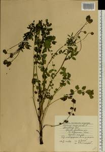 Poterium sanguisorba, Eastern Europe, Moscow region (E4a) (Russia)
