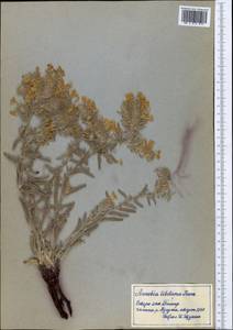 Arnebia guttata subsp. guttata, Middle Asia, Pamir & Pamiro-Alai (M2) (Tajikistan)