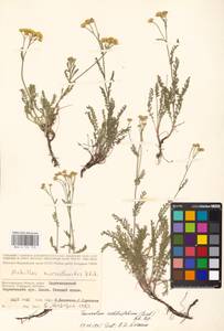 Tanacetum achilleifolium (M. Bieb.) Sch. Bip., Eastern Europe, Lower Volga region (E9) (Russia)