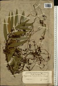 Cuscuta lupuliformis Krock., Eastern Europe, Lower Volga region (E9) (Russia)