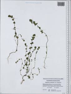 Euphrasia wettsteinii G.L.Gusarova, Eastern Europe, Northern region (E1) (Russia)