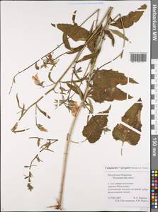 Campanula × spryginii Saksonov, Tzvelev & Bot.Zhurn., Eastern Europe, Middle Volga region (E8) (Russia)