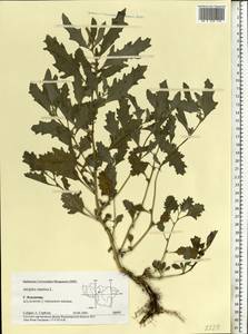 Atriplex tatarica L., Eastern Europe, Central region (E4) (Russia)